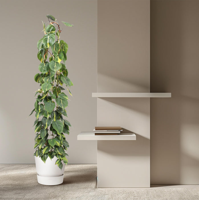 Philodendron Scandens Brasil wire mesh rack - Ø27cm - ↕160cm - Exotische Schönheit im großen Format
