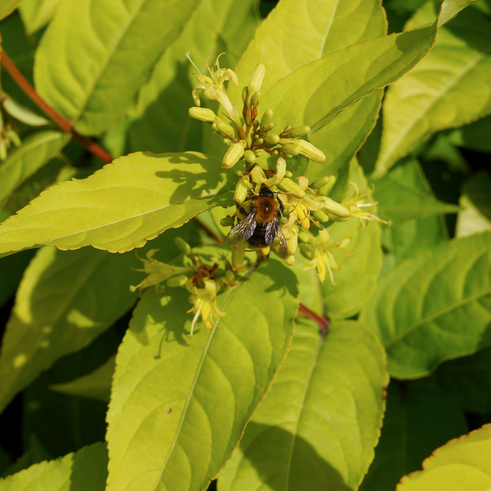 Amerikanische Weigelie 'Honeybee'® - breitbuschig, kompakt wachsend, gelb blühend von Juli bis Oktober, Höhe ca. 30-40 cm
