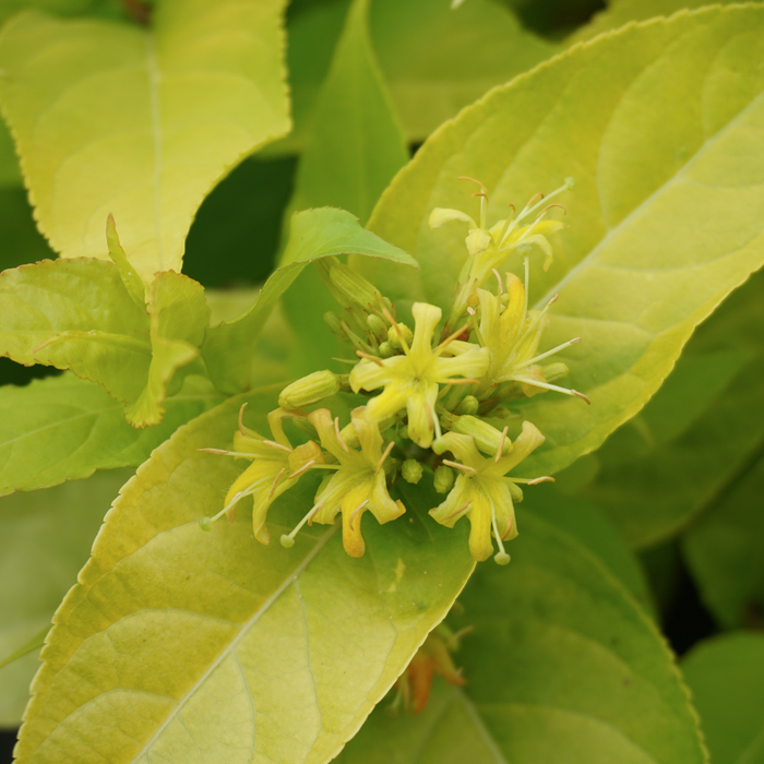 Amerikanische Weigelie 'Honeybee'® - breitbuschig, kompakt wachsend, gelb blühend von Juli bis Oktober, Höhe ca. 30-40 cm