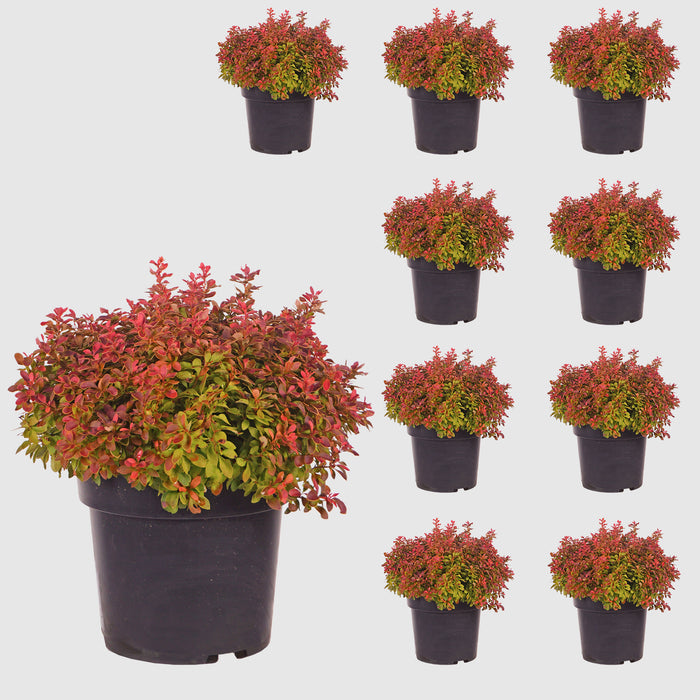 Berberitze 'Admiration'® - kugeliger Wuchs, orange rote Blätter mit gelben Rändern, Höhe ca. 30-40 cm