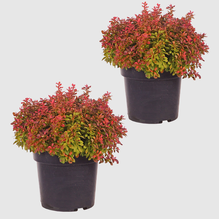 Berberitze 'Admiration'® - kugeliger Wuchs, orange rote Blätter mit gelben Rändern, Höhe ca. 30-40 cm