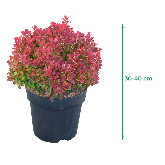 Crespino 'Ruby Star' - crescita compatta, fogliame cremisi con bordi gialli, altezza ca