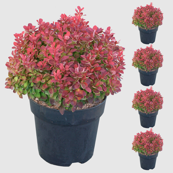 Crespino 'Ruby Star' - crescita compatta, fogliame cremisi con bordi gialli, altezza ca