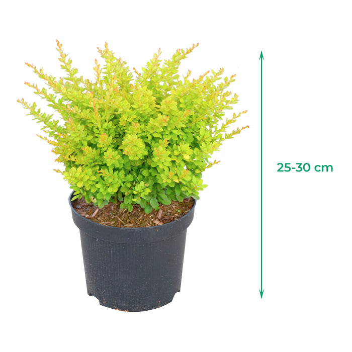 Crespino 'Sunsation'® - foglie gialle con crescita ampia e fiori gialli, altezza ca
