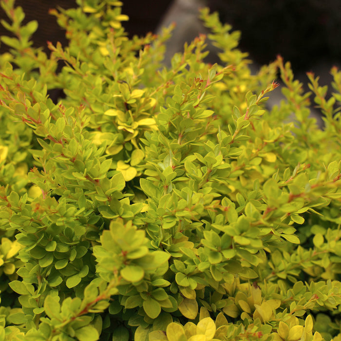 Berberitze 'Sunsation'® - gelblaubig mit breitem Wuchs und gelben Blüten, Höhe ca. 25-30 cm