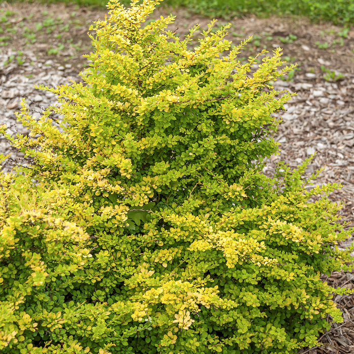 Crespino 'Sunsation'® - foglie gialle con crescita ampia e fiori gialli, altezza ca