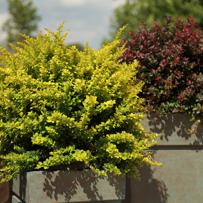 Berberitze 'Sunsation'® - gelblaubig mit breitem Wuchs und gelben Blüten, Höhe ca. 25-30 cm