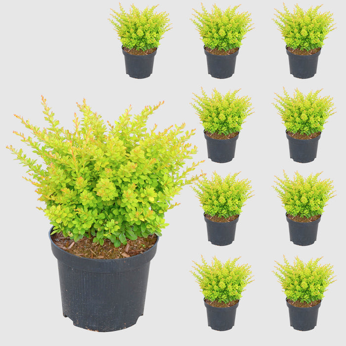 Crespino 'Sunsation'® - foglie gialle con crescita ampia e fiori gialli, altezza ca