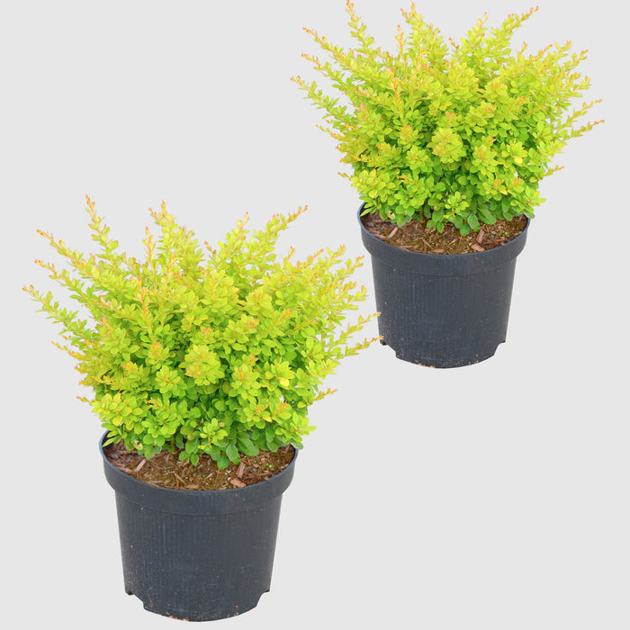 Crespino 'Sunsation'® - foglie gialle con crescita ampia e fiori gialli, altezza ca
