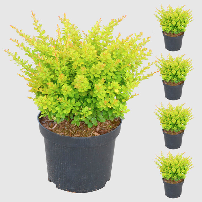 Crespino 'Sunsation'® - foglie gialle con crescita ampia e fiori gialli, altezza ca