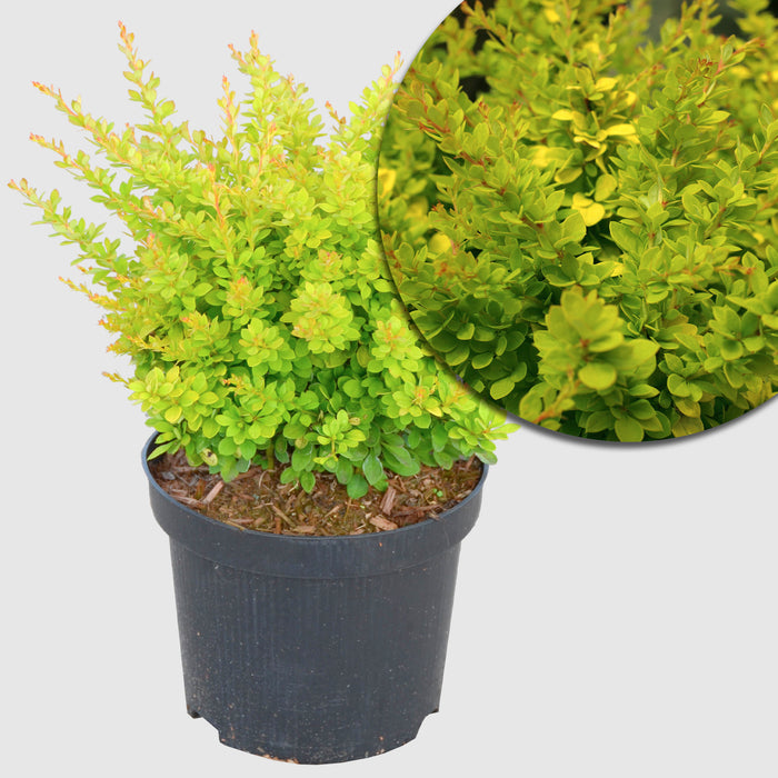 Crespino 'Sunsation'® - foglie gialle con crescita ampia e fiori gialli, altezza ca