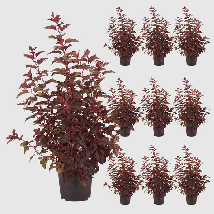 Bladder spar 'Little Angel'® - Arbusto dalla crescita forte con sorprendenti foglie rosso caldo e fiori bianchi in giugno/luglio, alto 40-50 cm