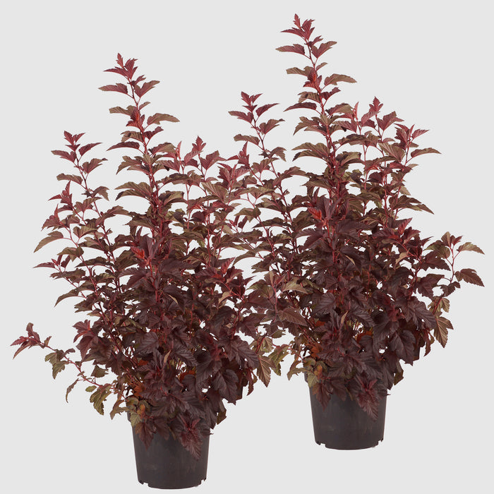 Bladder spar 'Little Angel'® - Arbusto dalla crescita forte con sorprendenti foglie rosso caldo e fiori bianchi in giugno/luglio, alto 40-50 cm