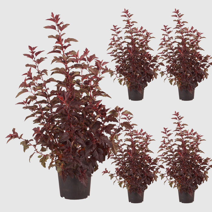 Bladder spar 'Little Angel'® - Arbusto dalla crescita forte con sorprendenti foglie rosso caldo e fiori bianchi in giugno/luglio, alto 40-50 cm