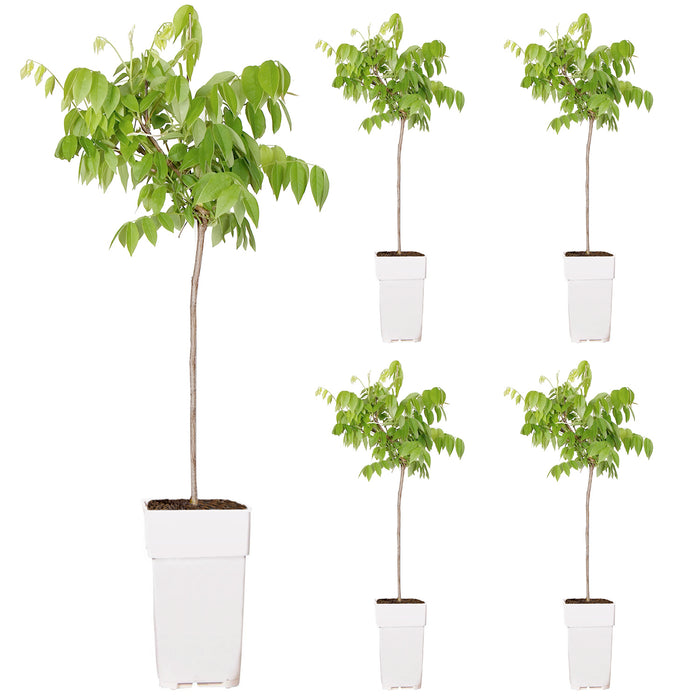 Glicine 'Wisteria macrostachya - Blue Moon' - Ø15cm - ↕65cm: rigogliosi fiori blu per il tuo giardino