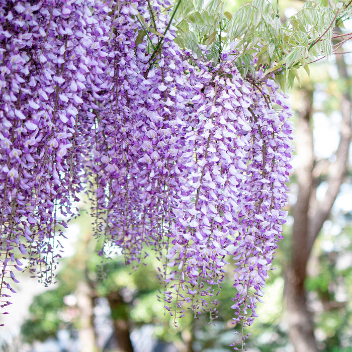 Glicine 'Wisteria macrostachya - Blue Moon' - Ø15cm - ↕65cm: rigogliosi fiori blu per il tuo giardino