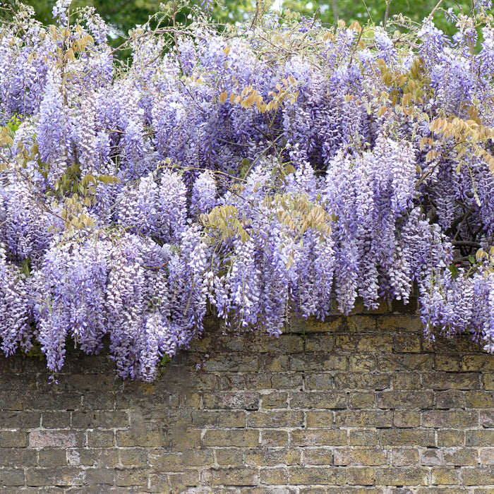 Glicine 'Wisteria macrostachya - Blue Moon' - Ø15cm - ↕65cm: rigogliosi fiori blu per il tuo giardino