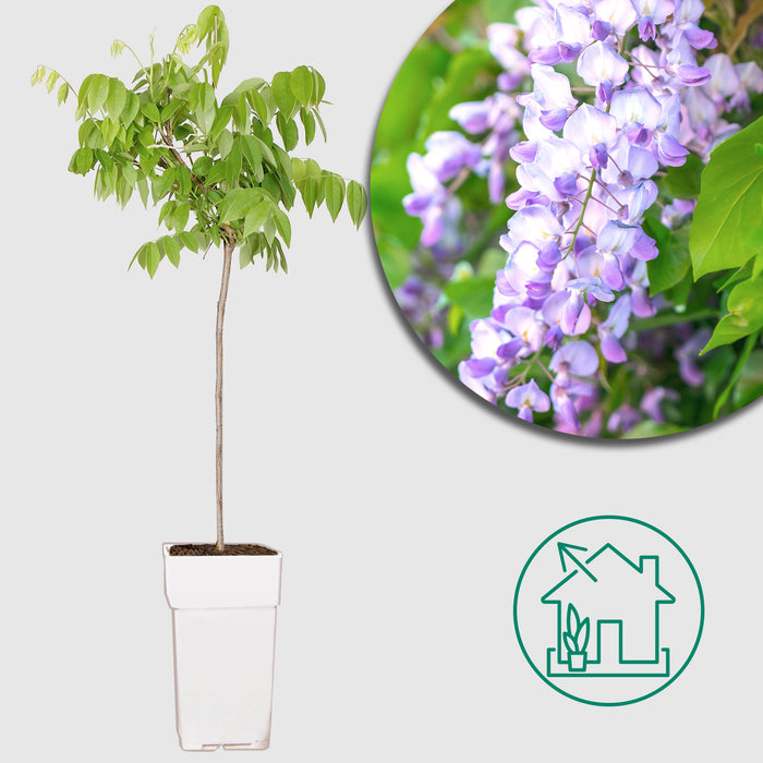 Glicine 'Wisteria macrostachya - Blue Moon' - Ø15cm - ↕65cm: rigogliosi fiori blu per il tuo giardino