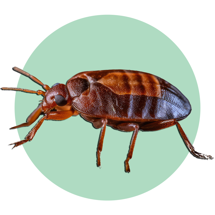 Bettwanzen