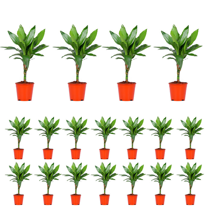 Dracaena Janet Lind "Albero del drago profumato" Ø14cm - ↕55cm - facile da curare e decorativa