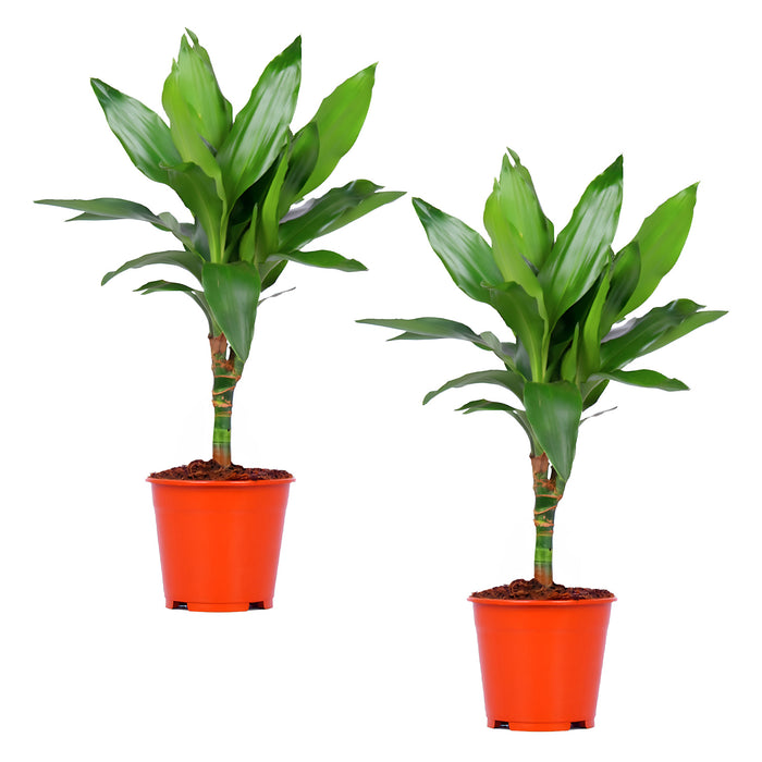 Dracaena Janet Lind "Albero del drago profumato" Ø14cm - ↕55cm - facile da curare e decorativa