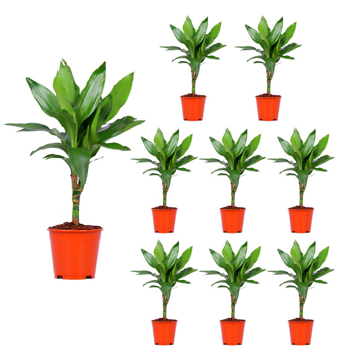 Dracaena Janet Lind "Albero del drago profumato" Ø14cm - ↕55cm - facile da curare e decorativa