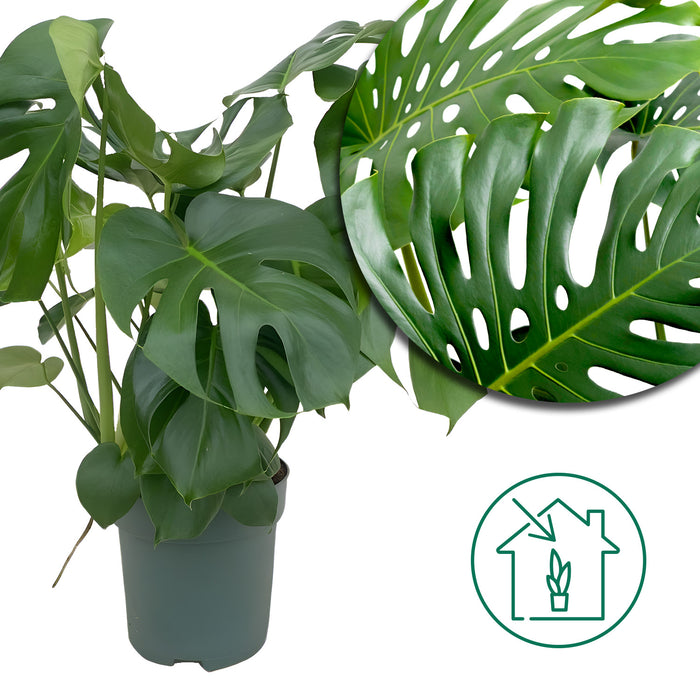 Monstera Deliciosa - Ø24cm - ↕80cm - Pianta d'appartamento grande con fogliame impressionante🌿
