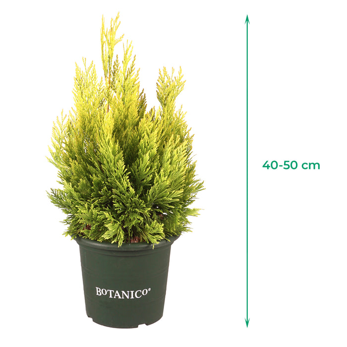 Albero della Vita d'Oro '4ever Goldy'® - Crescita eretta, conica, aghi giallo oro, altezza ca