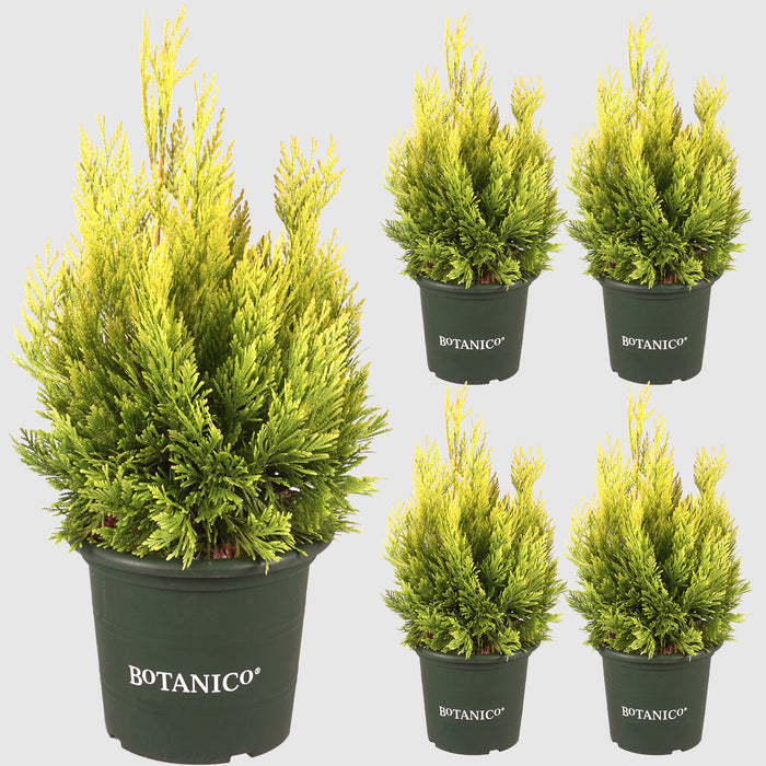 Albero della Vita d'Oro '4ever Goldy'® - Crescita eretta, conica, aghi giallo oro, altezza ca