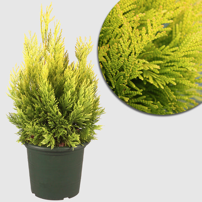 Albero della Vita d'Oro '4ever Goldy'® - Crescita eretta, conica, aghi giallo oro, altezza ca