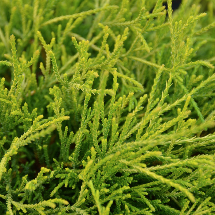 Goldfadenzypresse 'Filifera Sungold' - Langsam wachsende Zwergform mit fadenförmigen Trieben, schuppenartige, grüngelbe Nadeln, Höhe ca. 25-30 cm