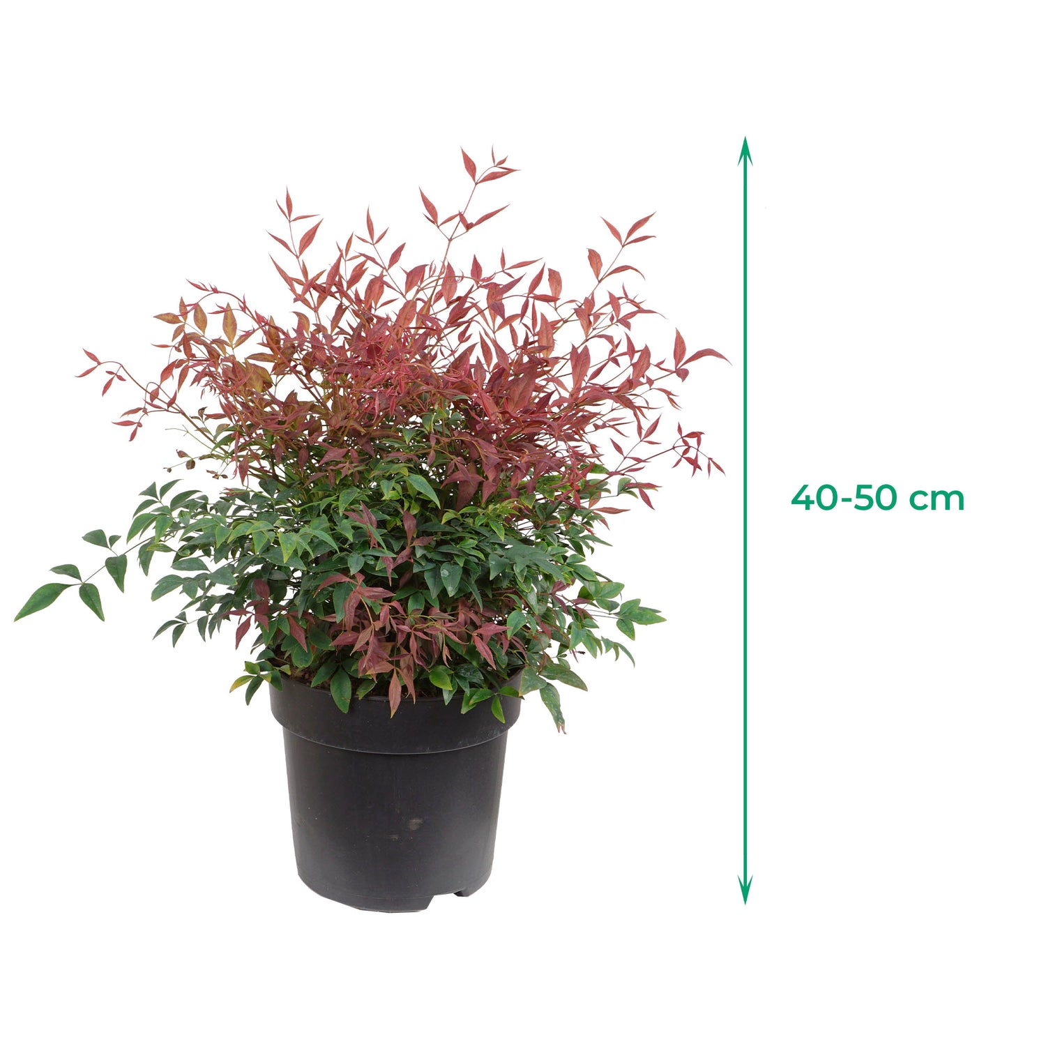 Himmelsbambus 'Obsessed' - Klein bleibende, immergrüne Sorte mit rotem Austrieb und leuchtend rotem Laub im Frühjahr, Höhe ca. 40-50 cm