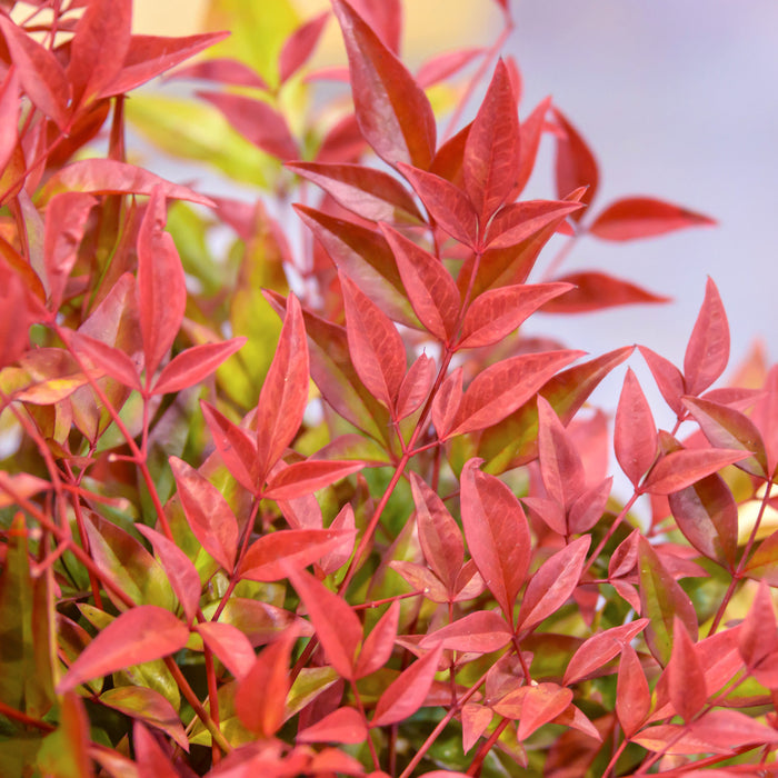 Himmelsbambus 'Obsessed' - Klein bleibende, immergrüne Sorte mit rotem Austrieb und leuchtend rotem Laub im Frühjahr, Höhe ca. 40-50 cm