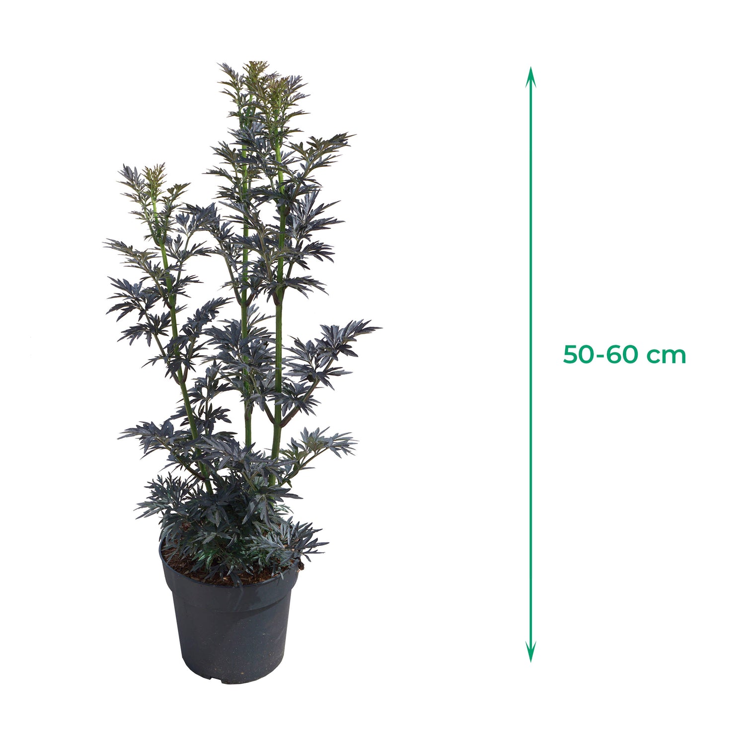 Sambuco 'Laced Up'® - Fogliame rosso scuro intenso, fiori rosa a giugno, poi frutti neri, alti 50-60 cm