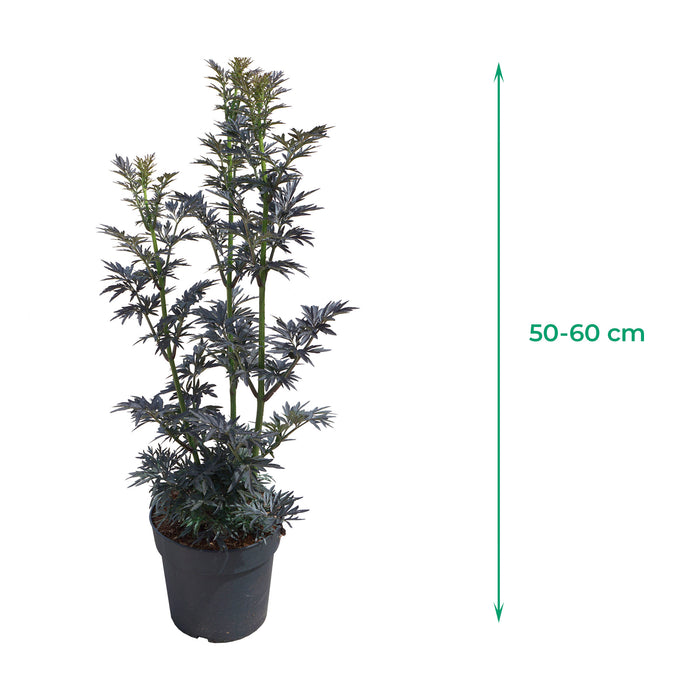 Sambuco 'Laced Up'® - Fogliame rosso scuro intenso, fiori rosa a giugno, poi frutti neri, alti 50-60 cm