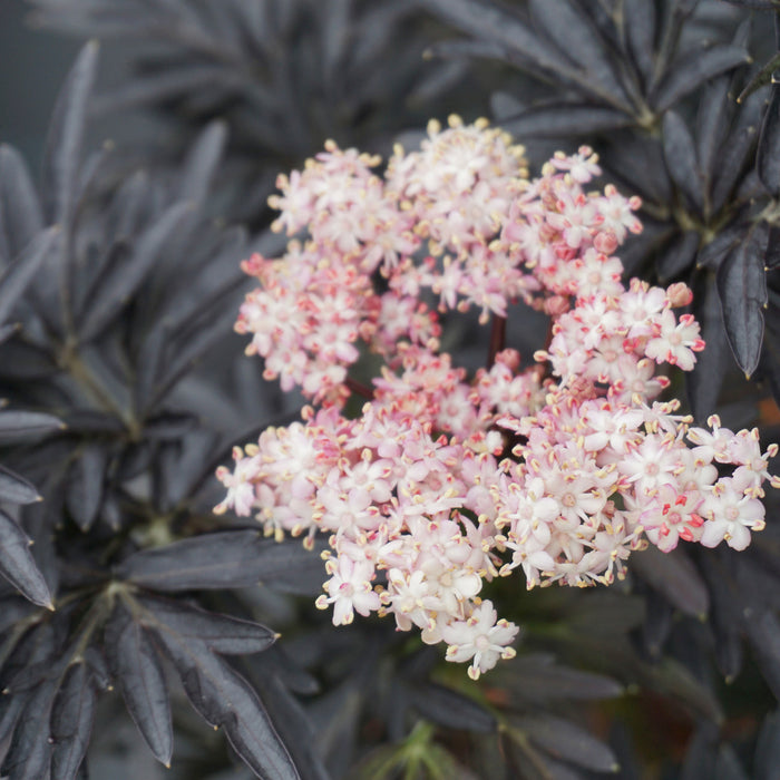Sambuco 'Laced Up'® - Fogliame rosso scuro intenso, fiori rosa a giugno, poi frutti neri, alti 50-60 cm