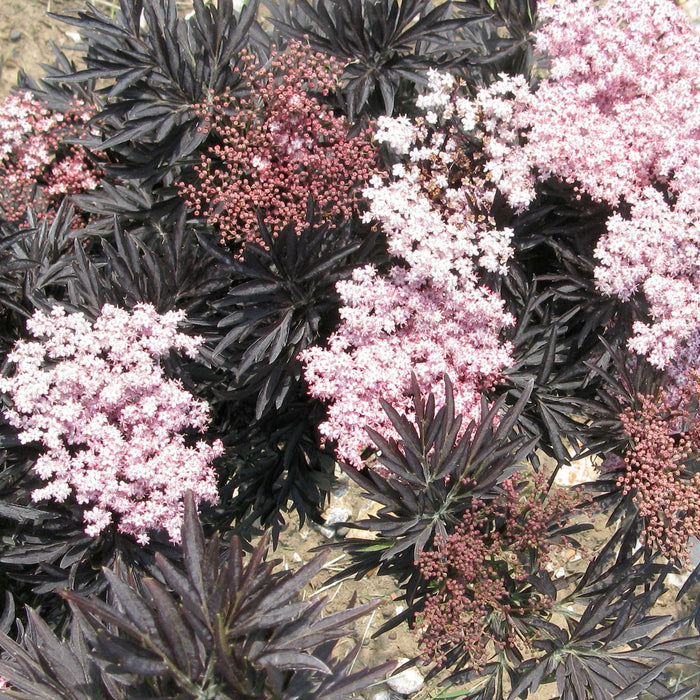 Sambuco 'Laced Up'® - Fogliame rosso scuro intenso, fiori rosa a giugno, poi frutti neri, alti 50-60 cm