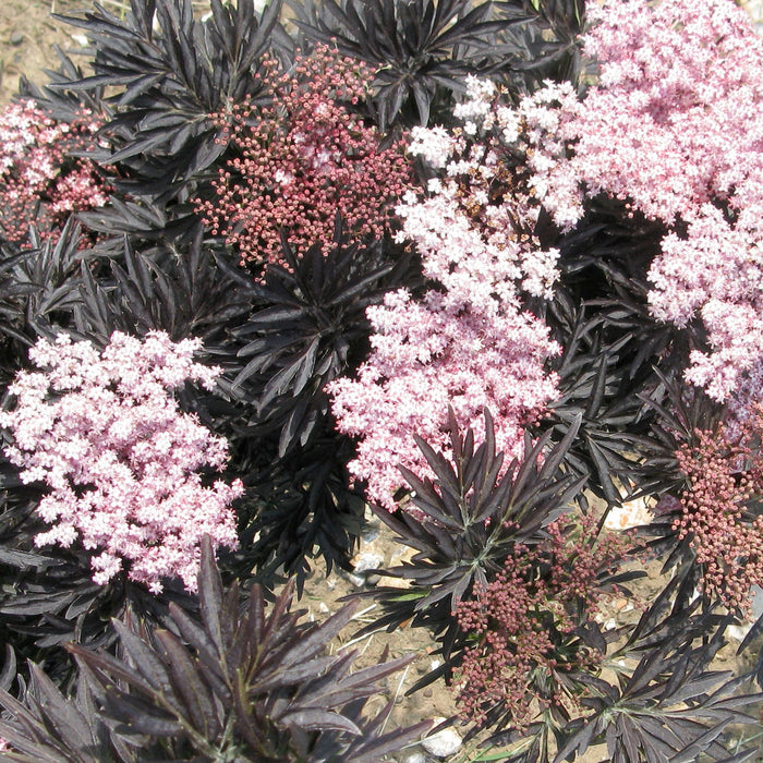 Holunder 'Laced Up'® - Tief dunkelrote Belaubung, im Juni  rosafarbene Blüten, später schwarze Früchte, 50-60 cm groß