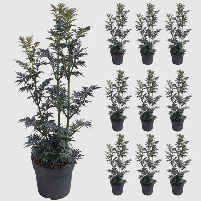 Sambuco 'Laced Up'® - Fogliame rosso scuro intenso, fiori rosa a giugno, poi frutti neri, alti 50-60 cm