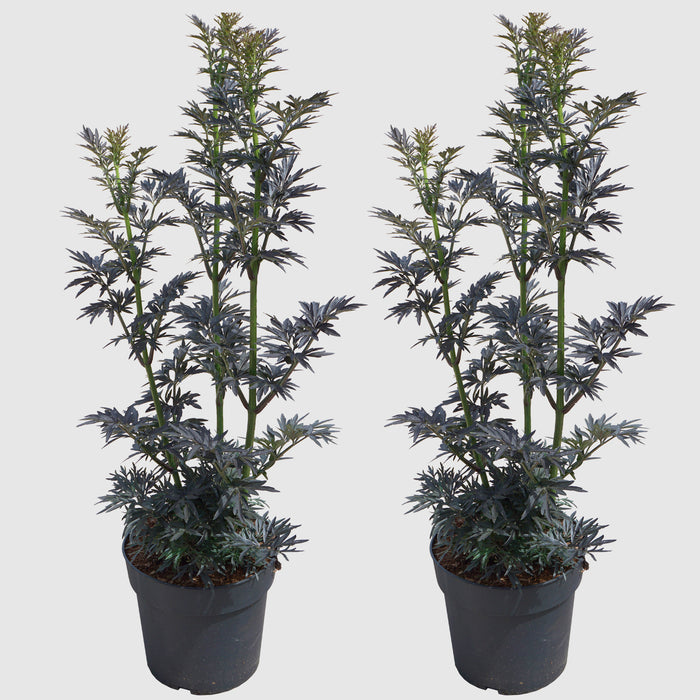 Sambuco 'Laced Up'® - Fogliame rosso scuro intenso, fiori rosa a giugno, poi frutti neri, alti 50-60 cm