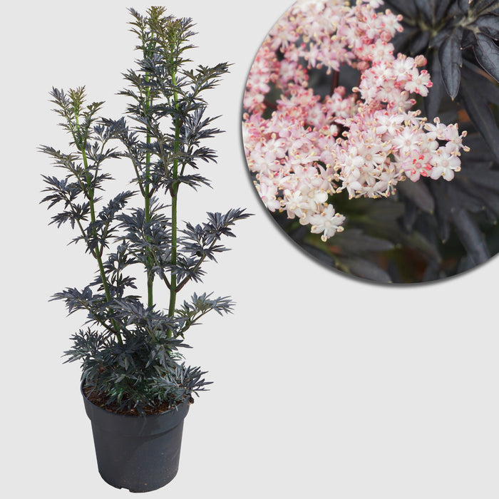 Sambuco 'Laced Up'® - Fogliame rosso scuro intenso, fiori rosa a giugno, poi frutti neri, alti 50-60 cm
