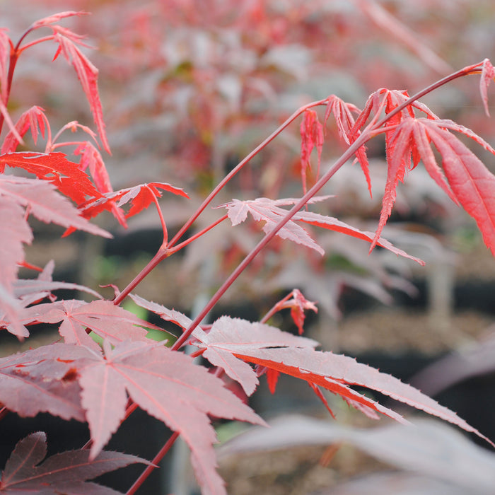 Japanischer Fächerahorn mit roter Belaubung und leuchtend roter Herbstfärbung -  Acer palmatum 'Atropurpureum' -  40-60 cm groß