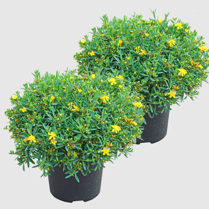 Erba di San Giovanni 'Cobalt-n-Gold'® - arbusto basso, fogliame verde-argento, fiori giallo oro (luglio-settembre), altezza ca 