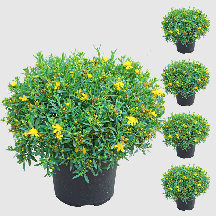 Erba di San Giovanni 'Cobalt-n-Gold'® - arbusto basso, fogliame verde-argento, fiori giallo oro (luglio-settembre), altezza ca 