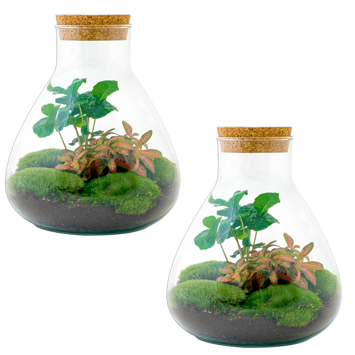 Bottle Garden - Sammie Coffea - ↕26 cm - Un tocco di esotico 🌿