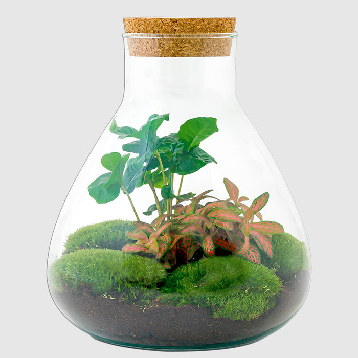 Bottle Garden - Sammie Coffea - ↕26 cm - Un tocco di esotico 🌿