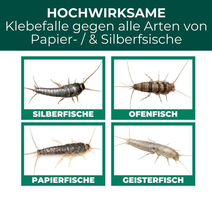 Darstellung verschiedener Fischchenarten wie Papierfisch, Silberfisch, Ofenfisch und Geisterfisch