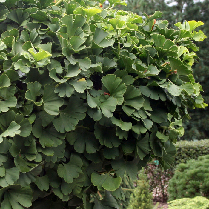 Kugel-Fächerblattbaum Ginkgo 'Mariken' - Zwergbaum, fächerförmige, frischgrüne Blätter, leuchtend goldgelbe Herbstfärbung, Höhe ca. 20-30 cm
