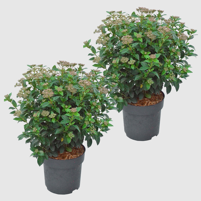 Viorne méditerranéenne 'Eve Price' - Croissance compacte, fleurs blanches à rose clair de mars à avril, 40-60 cm de hauteur