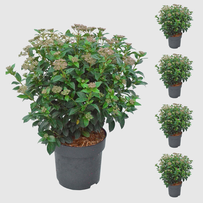 Viorne méditerranéenne 'Eve Price' - Croissance compacte, fleurs blanches à rose clair de mars à avril, 40-60 cm de hauteur